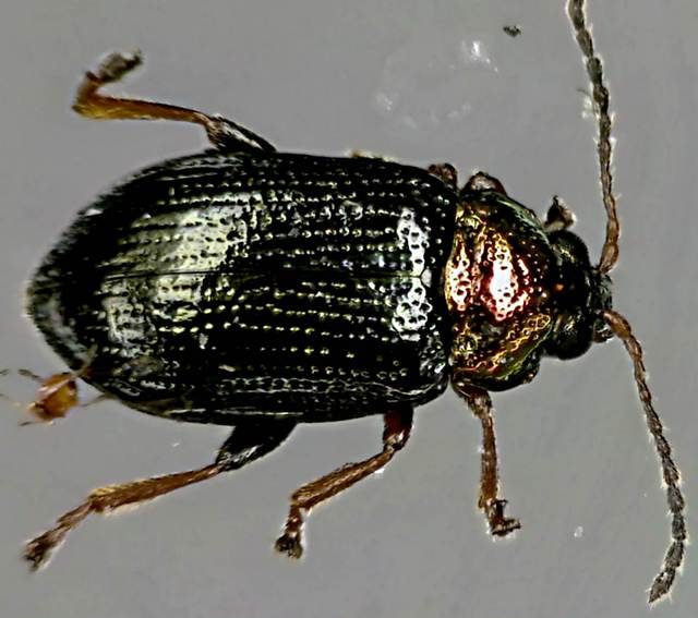 Crepidodera plutus